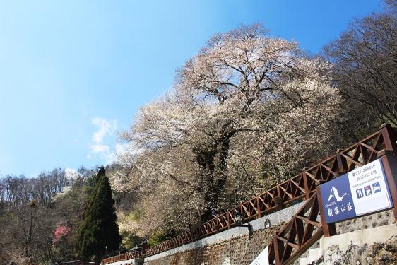 觀霧山莊餐廳、房務人員，提供三餐住宿及交通
