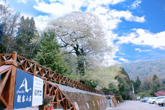 觀霧山莊餐廳、房務人員，提供三餐住宿及交通