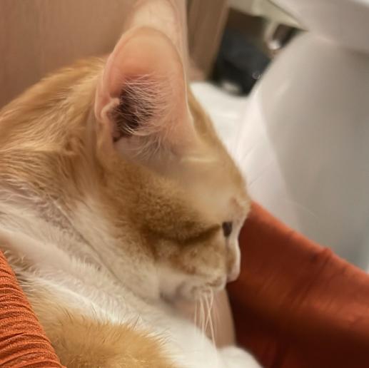 吾曹 徵 平日、假日早晚班、假日早班工讀