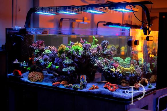 海水水族缸門市中班幫手14:00-18:00