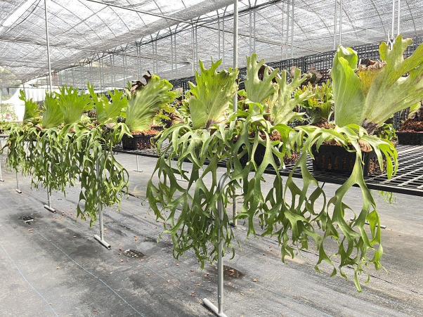 花藝師 / 銷售人員