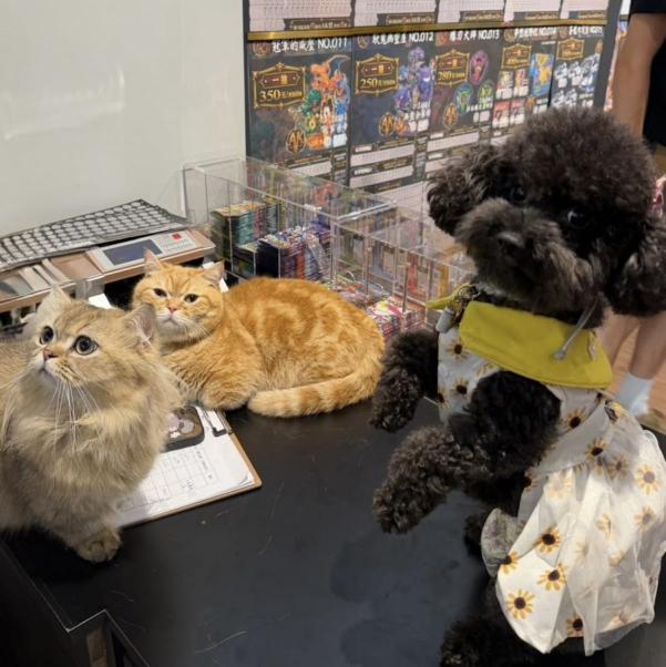 玩具店徵工讀生